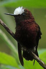 Snowcap